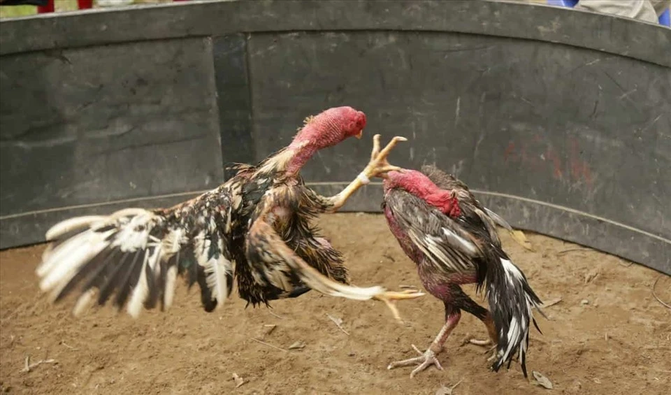 Jun88 - Đá Gà 247 – Lựa Chọn Hàng Đầu Cho Kê Thủ Hướng dẫn cách đăng ký tài khoản theo dõi Đá gà 247 dành cho anh em mới bắt đầu