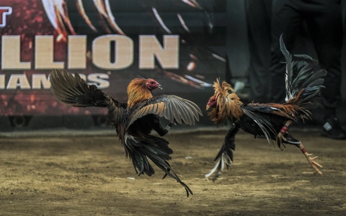 Jun88 - Đá Gà 247 – Lựa Chọn Hàng Đầu Cho Kê Thủ Các tính năng nổi bật nhất của Đá gà 247 đối với anh em