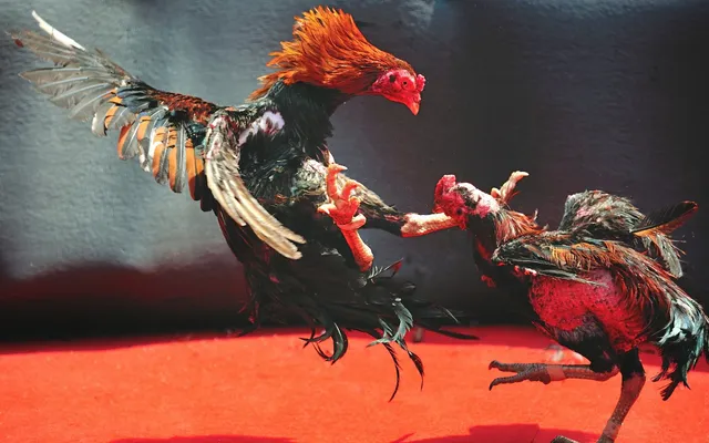 Đá Gà Online: Trải Nghiệm Thú Vị Và Cơ Hội Thắng Lớn Đá Gà Online và Sự Phát Triển