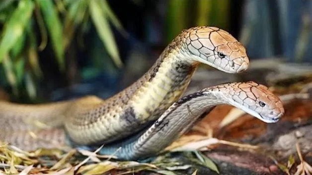 Mơ thấy 2 con rắn cắn nhau