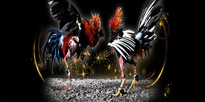 Cách Nuôi Gà Đá Tới Pin – Bí Mật Thần Kê Bất Bại Jun88 2025 Cách nuôi gà đá tới pin theo phác đồ “Red Fire”