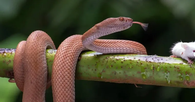 Mơ Thấy Rắn Là Điềm Gì? Giải Mã Chi Tiết Từng Trường Hợp Giải mã mơ thấy rắn theo đối tượng trong mơ - mơ thấy rắn là điềm gì