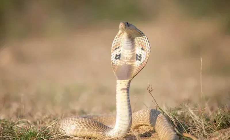 Mơ Thấy Rắn Là Điềm Gì? Giải Mã Chi Tiết Từng Trường Hợp Giải mã mơ thấy rắn theo màu sắc