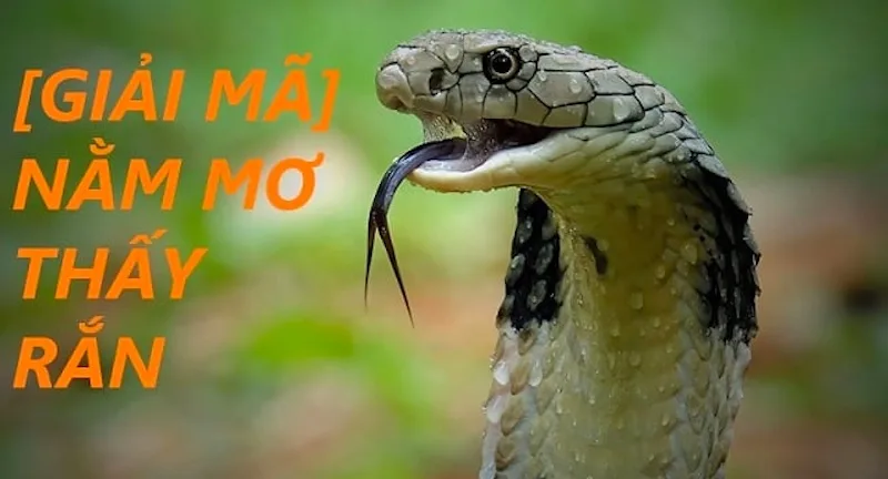 Mơ Thấy Rắn Là Điềm Gì? Giải Mã Chi Tiết Từng Trường Hợp Nằm mơ thấy rắn chứa nhiều điềm báo