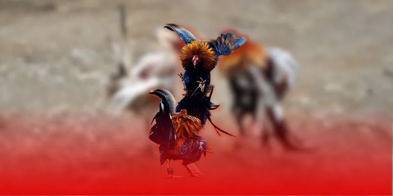 Nuôi Gà Đá Làm Giàu – Bí Quyết Kiếm Tiền Tỷ Từ Thần Kê Jun88 2025 Xây dựng dòng giống vô địch nuôi gà đá làm giàu