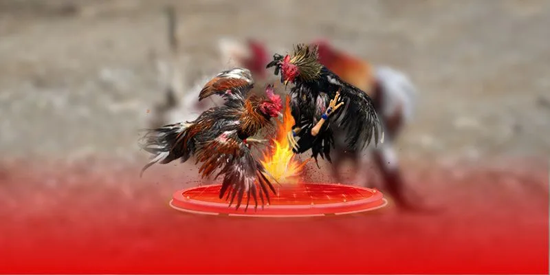 Nuôi Gà Đá Làm Giàu – Bí Quyết Kiếm Tiền Tỷ Từ Thần Kê Jun88 2025