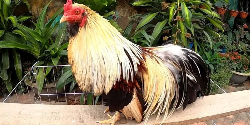 Thuốc Nuôi Gà Đá Của Mỹ – Bí Quyết Tạo Thần Kê Jun88 Red Cell Pro là “Vua bổ máu” dành cho gà mới lớn